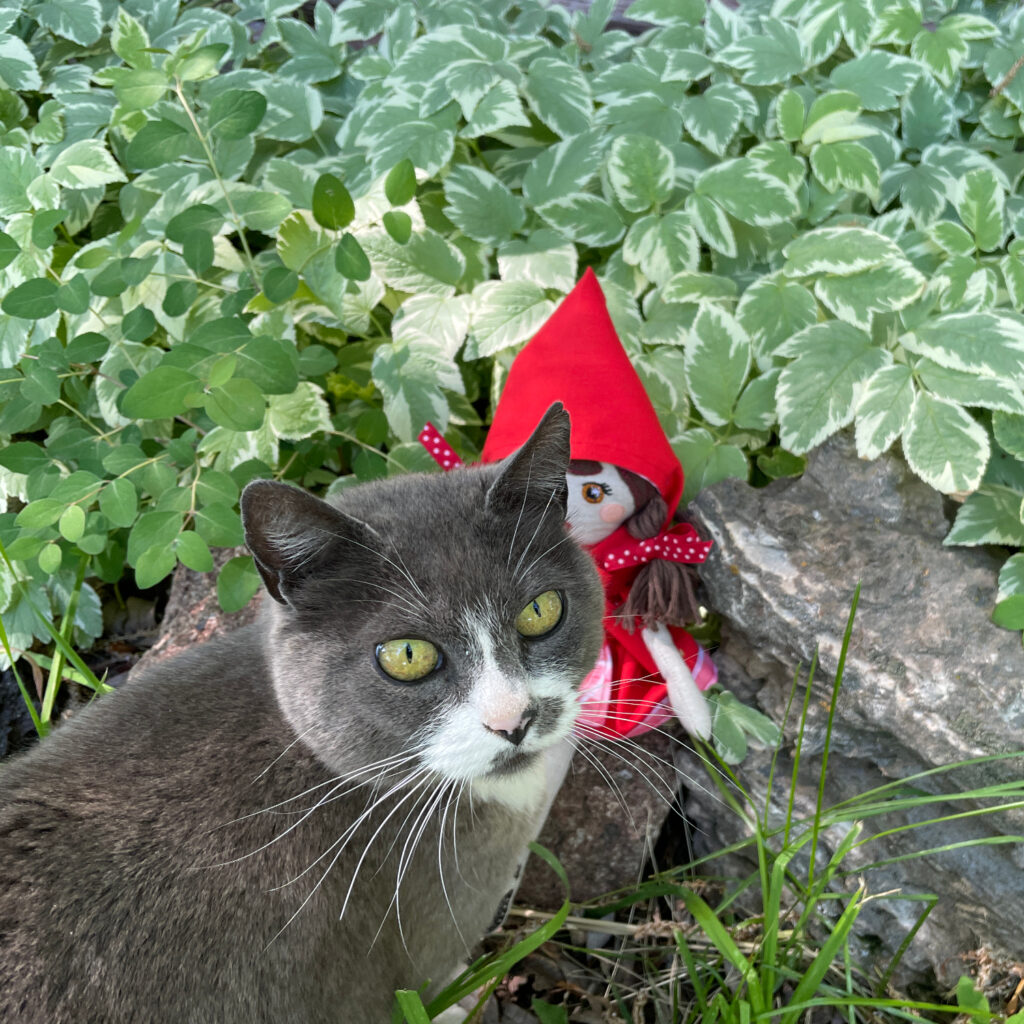 Our grey kitty is checking out the Little Red doll. She's looking at the camera as if to say, "What's all the fuss over this doll?" 