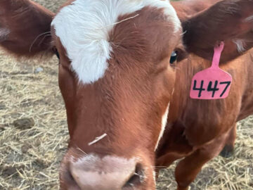 A close-up photo of a red and white cow's face.