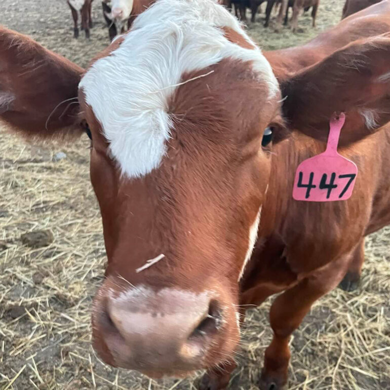 A close-up photo of a red and white cow's face.