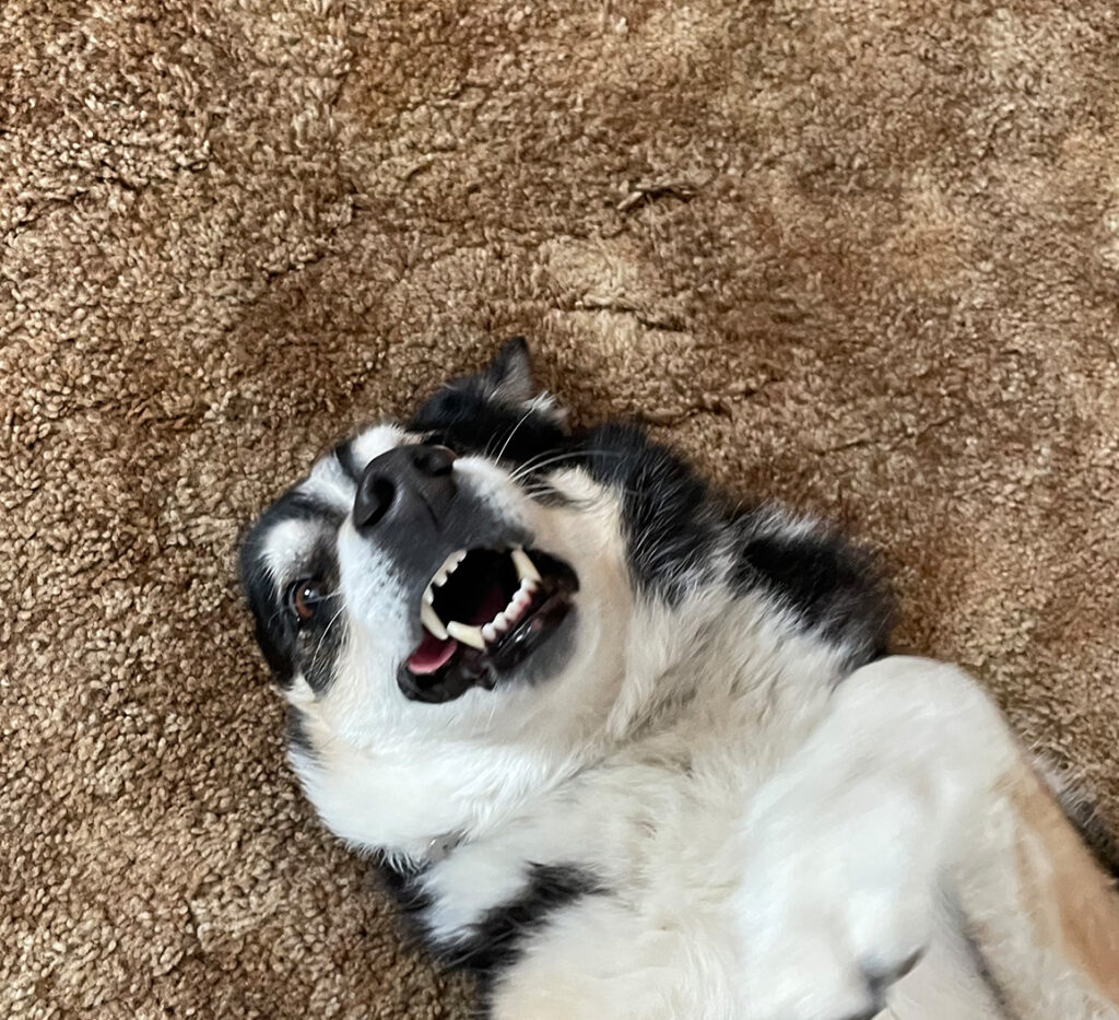 Our happy doggo on the floor, smiling because he's getting a tummy rub. 